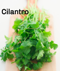 cilantro